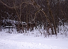 White-tailed Deer
