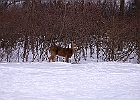 White-tailed Deer