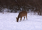White-tailed Deer