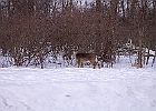 White-tailed Deer