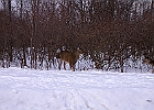 White-tailed Deer