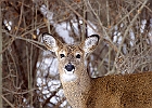 White-tailed Deer