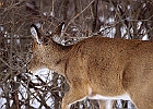 White-tailed Deer