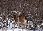 White-tailed Deer
