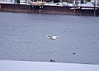Trumpeter Swan in flight with Canvasback &#38; Rudy Duck