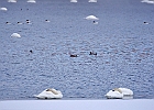 Mute Swan &#38; Mallards