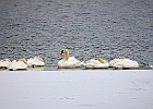 Mute Swan