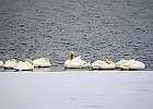 Mute Swan