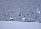 Mute Swan  with Mallard (f) &#38; Rudy Duck (m)