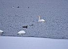 Mute Swan  with Mallard (f) &#38; Rudy Duck (m) (set to dive)