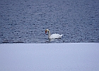Mute Swan