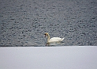 Mute Swan