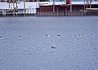 Mallard (m) &#38; Common Merganser (m)