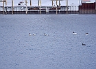 Mallard (m) &#38; Common Merganser (m)