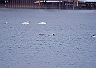 Mute Swan with Common Merganser (m &#38; f)