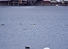 Common Merganser (m)