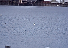 Common Merganser (m)
