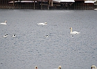 Mute Swan &#38; Common Merganser (m)
