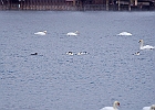 Mute Swan &#38; Common Merganser (m &#38; f)