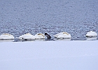Mute Swan &#38; Canvasback (m)