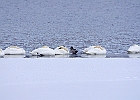 Mute Swan &#38; Canvasback (m)