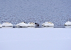 Mute Swan &#38; Canvasback (m)