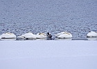 Mute Swan &#38; Canvasback (m)