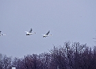 Mute Swans in flight