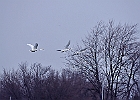 Mute Swans in flight