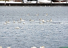 Mute Swan
