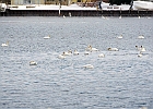 Mute Swan