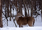 White-tailed Deer