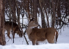 White-tailed Deer
