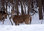 White-tailed Deer