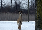 White-tailed Deer