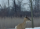 White-tailed Deer