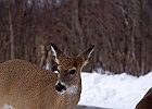 White-tailed Deer