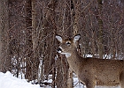 White-tailed Deer