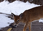 White-tailed Deer