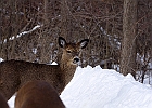 White-tailed Deer