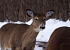 White-tailed Deer