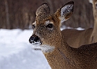 White-tailed Deer