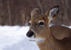White-tailed Deer
