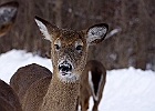 White-tailed Deer