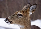 White-tailed Deer