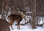 White-tailed Deer