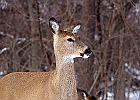 White-tailed Deer