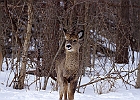 White-tailed Deer