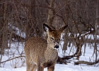 White-tailed Deer