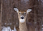 White-tailed Deer